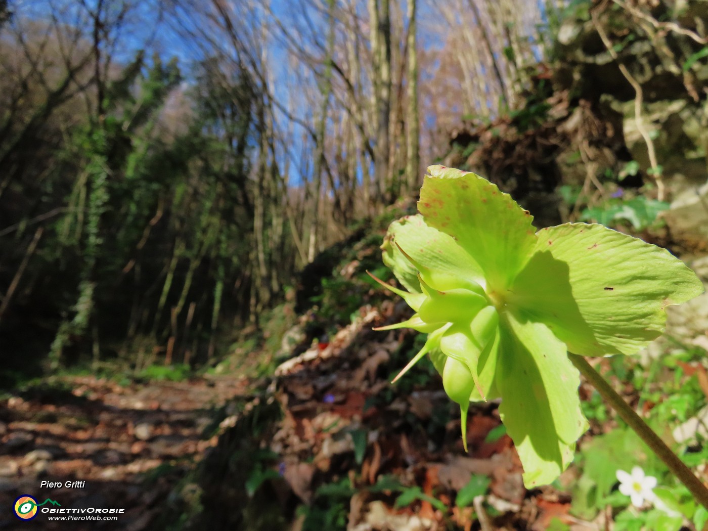 16 Helleborus niger (Elleboro) in fruttescenza.JPG